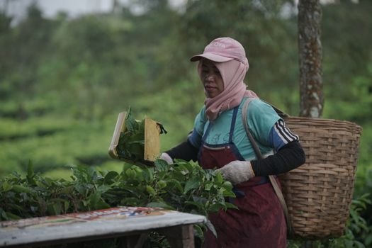 Seorang kader kesehatan sedang berinteraksi dengan warga di sebuah posyandu di Jawa Barat, menunjukkan pendekatan personal dalam program-program kesehatan masyarakat. Inovasi digital dan pemberdayaan komunitas menjadi kunci kemajuan sektor kesehatan di wilayah ini.