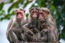 Ilustrasi Lutung Kasarung yang sedang berinteraksi dengan Putri Purbasari di tengah hutan, melambangkan pertemuan takdir antara dua jiwa yang akan mengubah jalan cerita. Gambar ini menangkap esensi keajaiban dan misteri dalam legenda Sunda yang telah diceritakan secara turun-temurun.