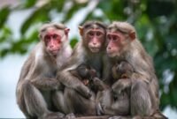 Ilustrasi Lutung Kasarung yang sedang berinteraksi dengan Putri Purbasari di tengah hutan, melambangkan pertemuan takdir antara dua jiwa yang akan mengubah jalan cerita. Gambar ini menangkap esensi keajaiban dan misteri dalam legenda Sunda yang telah diceritakan secara turun-temurun.