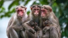 Ilustrasi Lutung Kasarung yang sedang berinteraksi dengan Putri Purbasari di tengah hutan, melambangkan pertemuan takdir antara dua jiwa yang akan mengubah jalan cerita. Gambar ini menangkap esensi keajaiban dan misteri dalam legenda Sunda yang telah diceritakan secara turun-temurun.