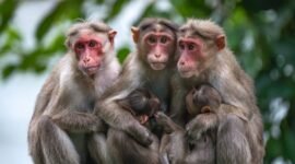 Ilustrasi Lutung Kasarung yang sedang berinteraksi dengan Putri Purbasari di tengah hutan, melambangkan pertemuan takdir antara dua jiwa yang akan mengubah jalan cerita. Gambar ini menangkap esensi keajaiban dan misteri dalam legenda Sunda yang telah diceritakan secara turun-temurun.