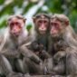 Ilustrasi Lutung Kasarung yang sedang berinteraksi dengan Putri Purbasari di tengah hutan, melambangkan pertemuan takdir antara dua jiwa yang akan mengubah jalan cerita. Gambar ini menangkap esensi keajaiban dan misteri dalam legenda Sunda yang telah diceritakan secara turun-temurun.