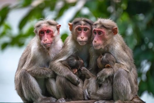 Ilustrasi Lutung Kasarung yang sedang berinteraksi dengan Putri Purbasari di tengah hutan, melambangkan pertemuan takdir antara dua jiwa yang akan mengubah jalan cerita. Gambar ini menangkap esensi keajaiban dan misteri dalam legenda Sunda yang telah diceritakan secara turun-temurun.